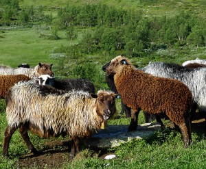 Gammelnorsk spelsau gir både unikt kjøtt, spesiell ull og vame skinn.